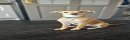 Mixed Breed dogs for sale: Beddy / whippett mix in Saint Austell - Advert 1