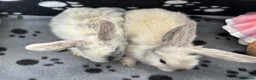 Mini Lop rabbits for sale: 🐰 Beautiful Mini Lop Baby Bunnies –Ready to go 🐰 - Advert 4