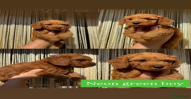 Cavapoo dogs - Advert 4