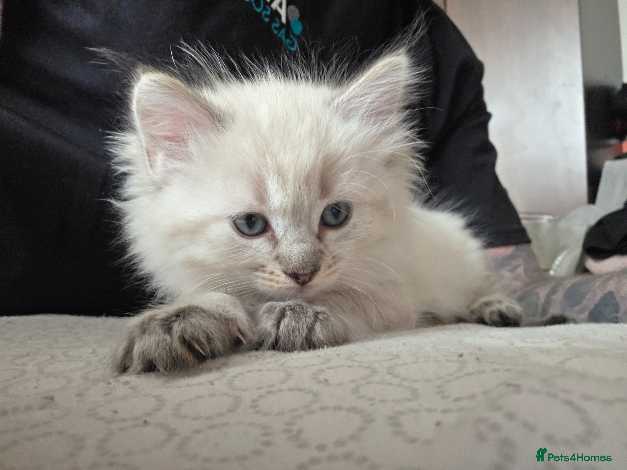 Mixed Breed cats Ragdoll x Siberian kittens - Advert 18