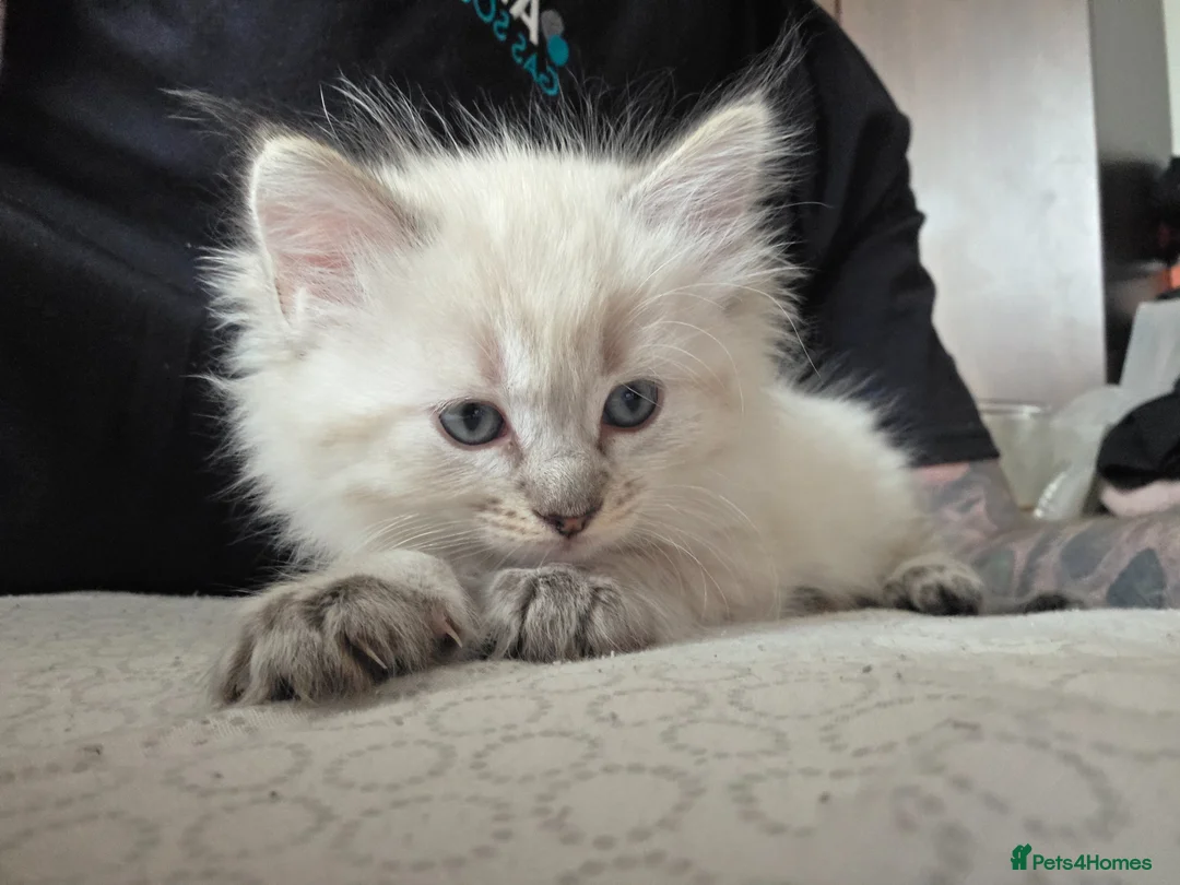 Mixed Breed cats for sale: Ragdoll x Siberian kittens - Advert 1