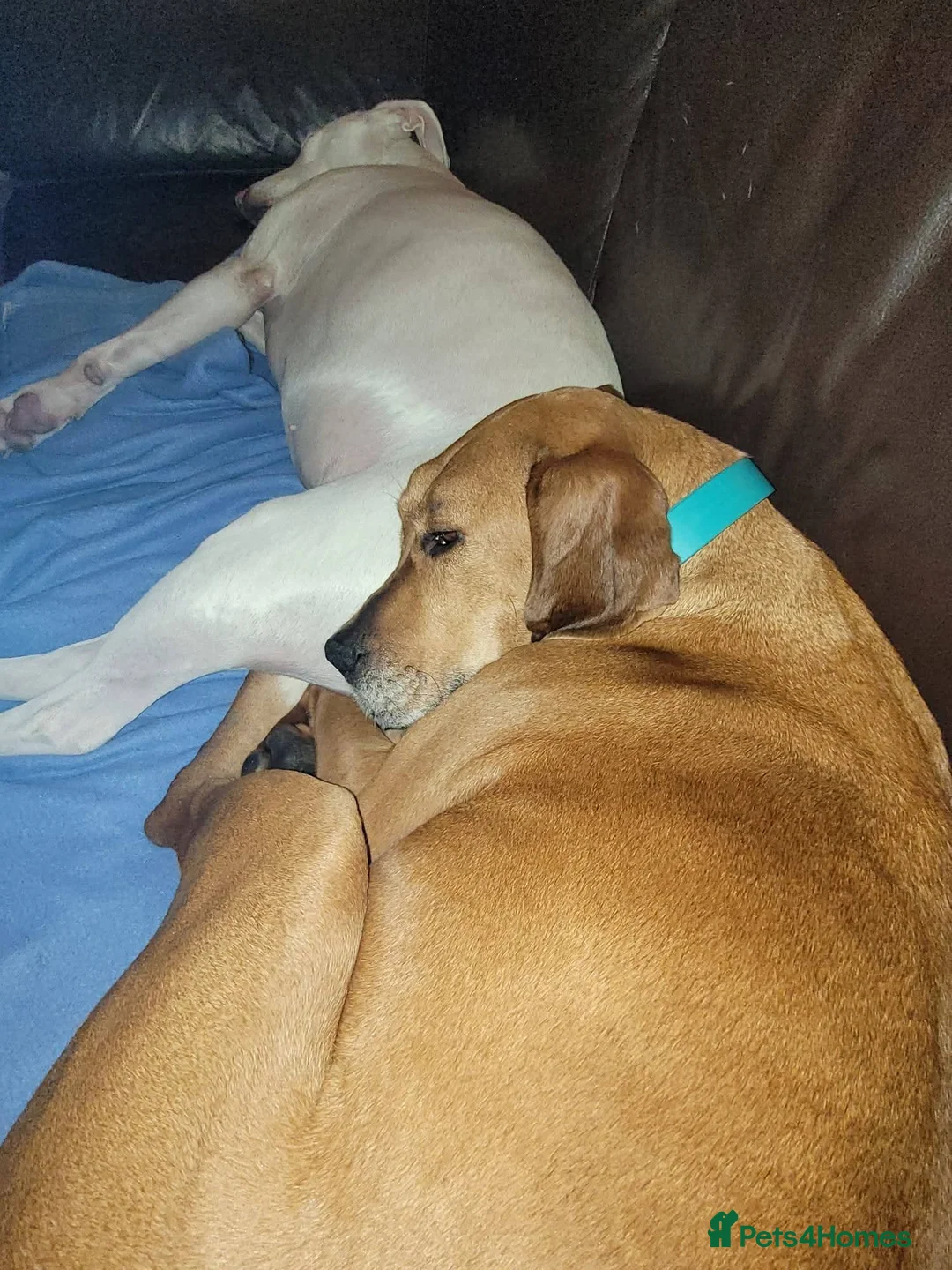 Mixed Breed dogs for adoption: Meet Bala, currently residing in Lanarkshire  - Advert 3