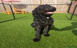 Labradoodle dogs for sale: Labradoodle female  - Image 4