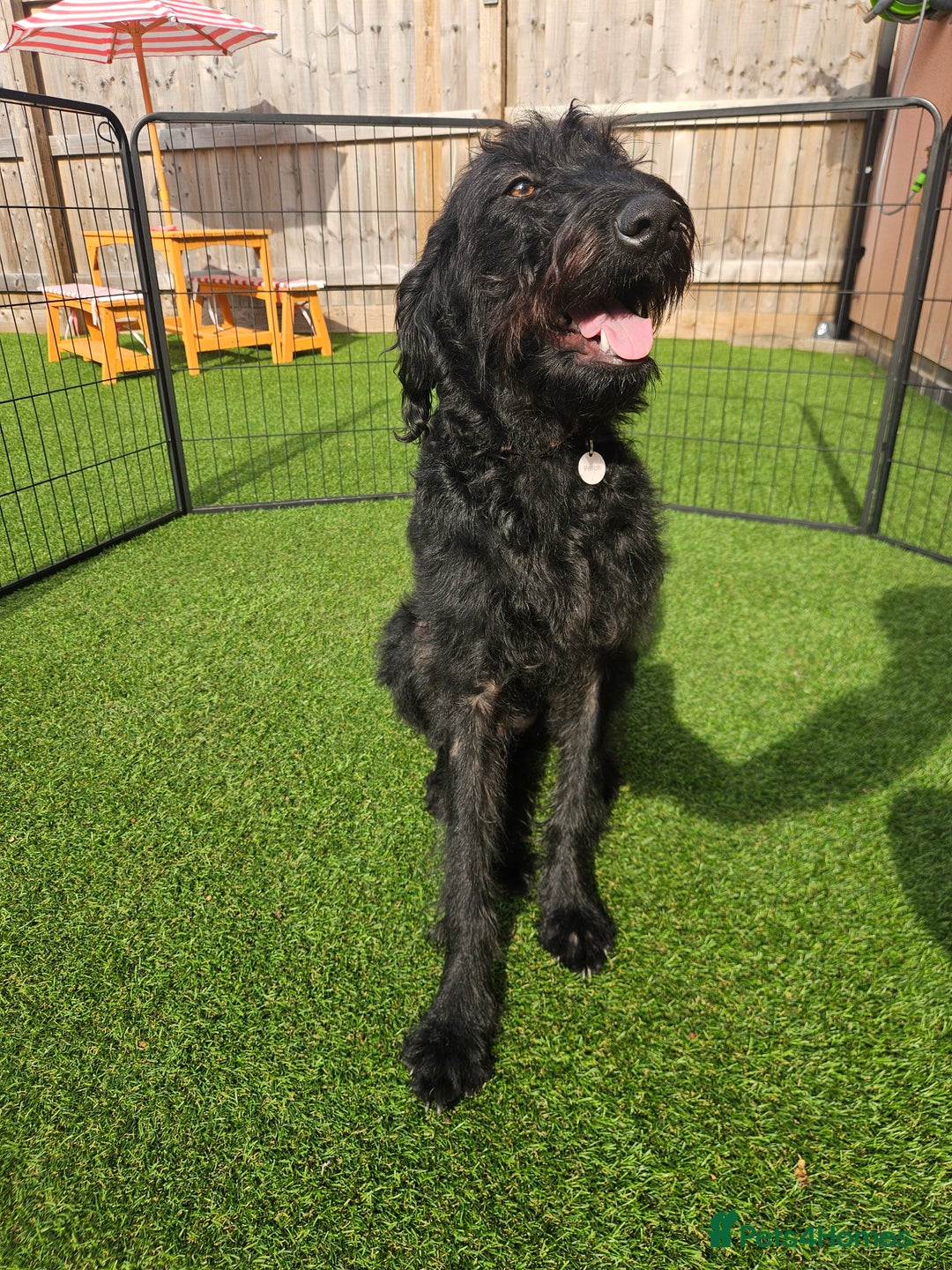 Labradoodle dogs for sale: Labradoodle female  - Image 4