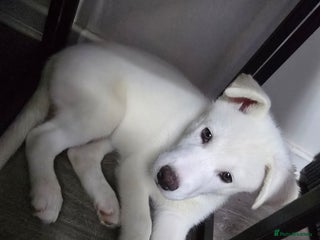 Siberian Husky dogs - Advert 5