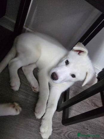 Siberian Husky dogs - Advert 2