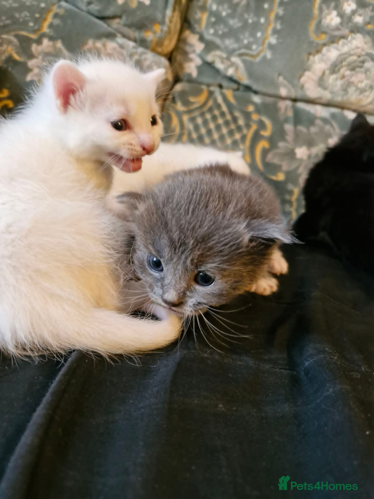 Maine Coon cats for sale: Maine Coon/Turkish Angora X kittens - Advert 2