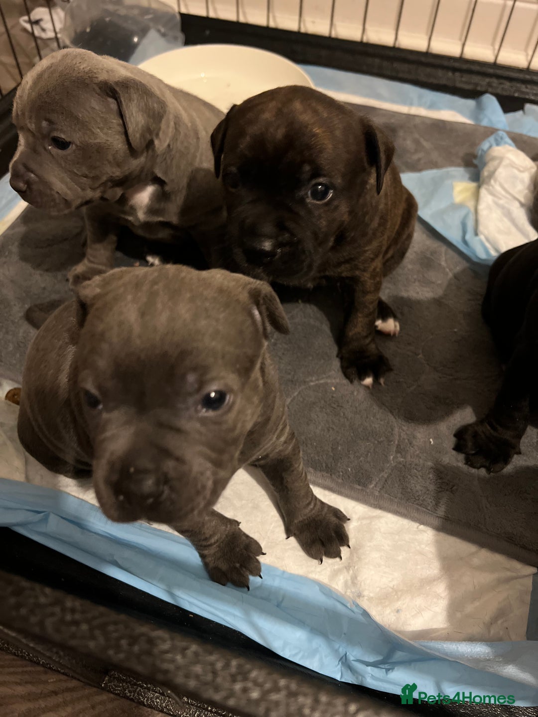 Staffordshire Bull Terrier dogs for sale: 4 Staffordshire bull terrier puppies  - Advert 3