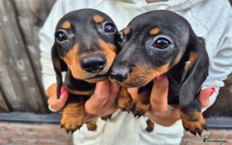 Miniature Dachshund dogs for sale: Miniature smooth dachshund puppies  - Image 16