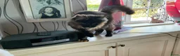 Maine Coon cats for sale: 🐾 Beautiful Maine Coon Tortie Female  - Advert 4