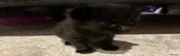 Mixed Breed cats for sale: 6x Part bengal/long haired kittens  in Weymouth - Advert 8