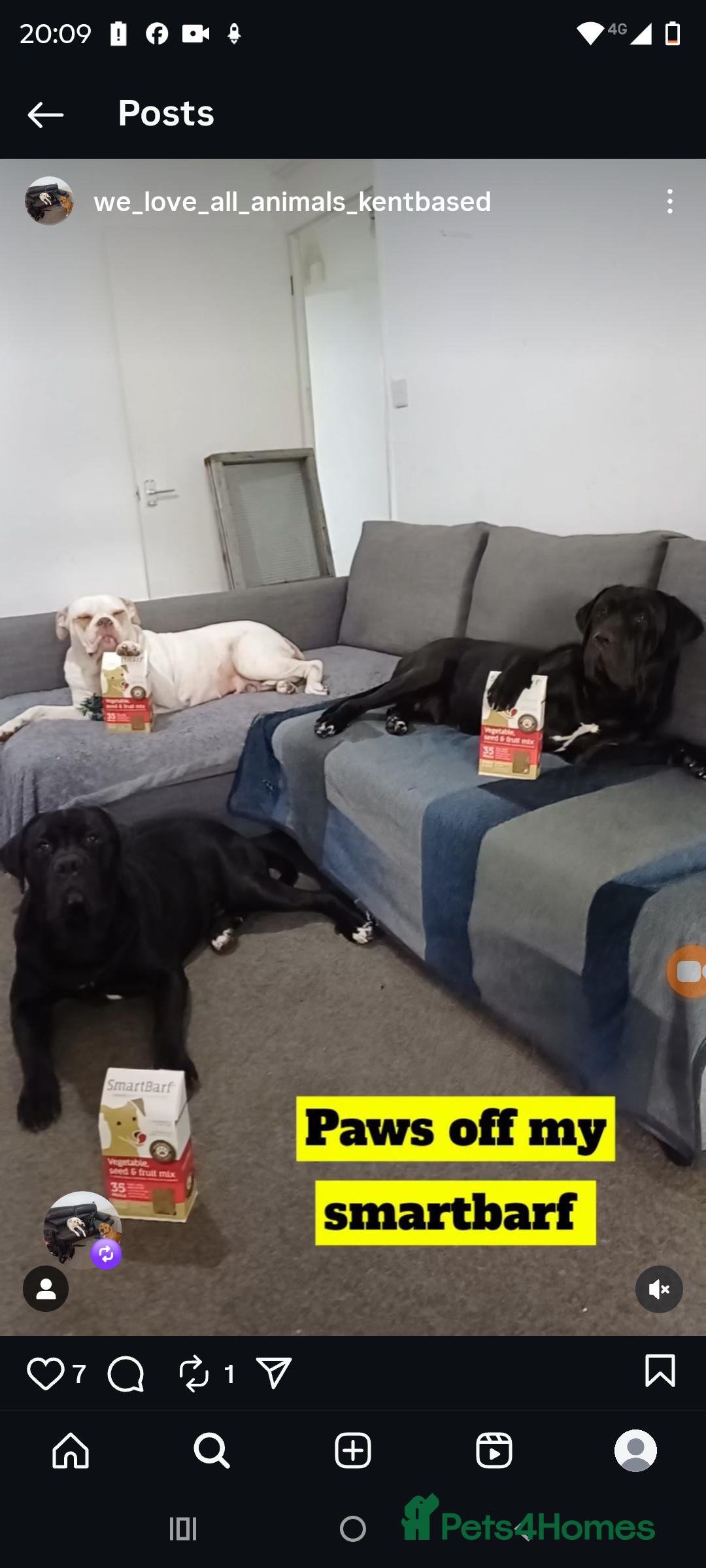 Mixed Breed dogs for sale: AMERICAN BULLDOG X ROTWILLER X CANE CORSO  - Image 6