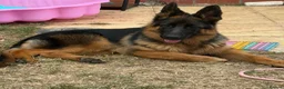 German Shepherd dogs for sale: German shepherd bitch  in Stafford - Advert 2
