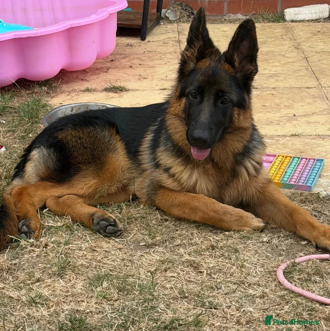 German Shepherd dogs for sale: German shepherd bitch  in Stafford - Advert 2