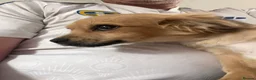 Chihuahua dogs for sale: 4 month old chihuahua in Leeds - Advert 5
