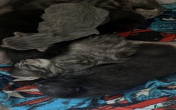 Mixed Breed cats for sale: 6 kittens looking for new homes  - Advert 13