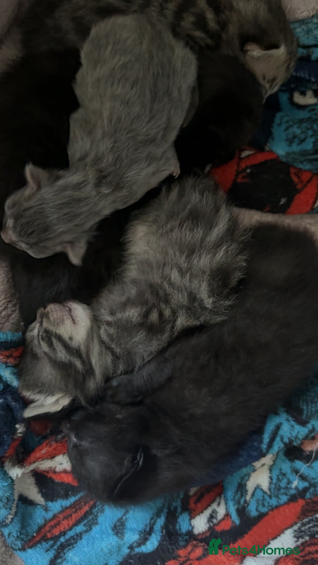 Mixed Breed cats for sale: 6 kittens looking for new homes  - Advert 13