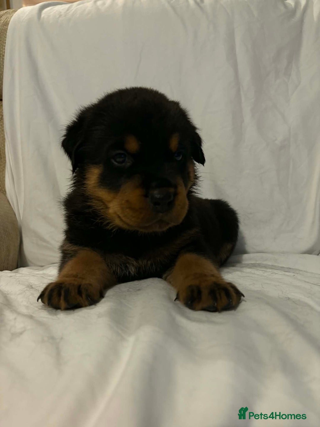 Rottweiler dogs for sale: Stunning Rottweiler puppies - Advert 33