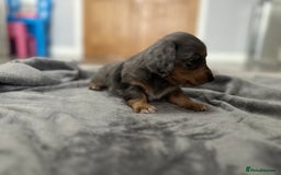 Miniature Dachshund dogs for sale: Long haired miniature dachshund  - Image 10