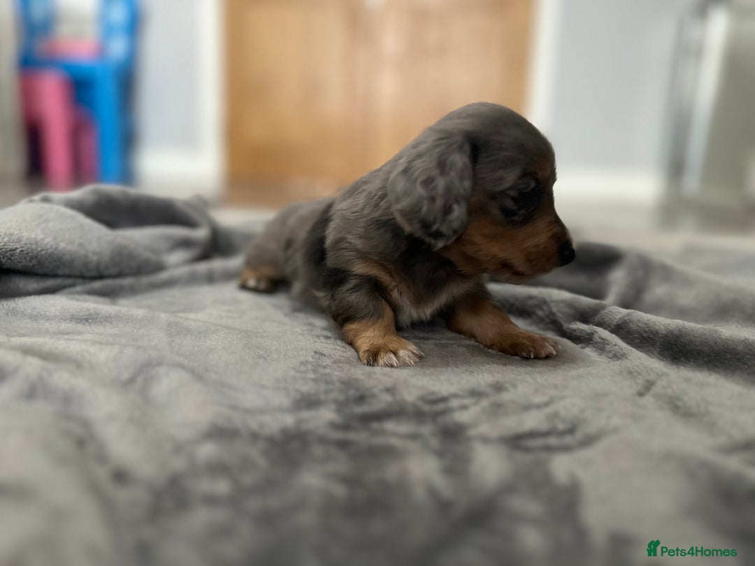 Miniature Dachshund dogs for sale: Long haired miniature dachshund  - Image 10