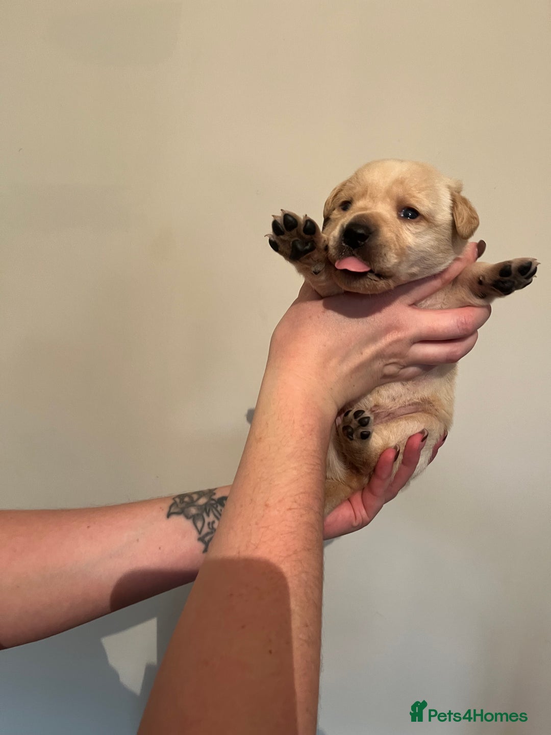 Labrador Retriever dogs for sale: Labrador Puppies - Advert 21