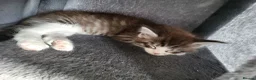 Maine Coon cats for sale: 2 MaineCoons LEFT! - Advert 4
