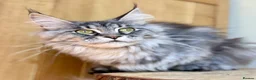 Maine Coon cats for sale: Beautiful Maine Coon females - Advert 7