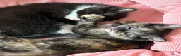 Mixed Breed cats for sale: Maine coon mixed kitten clever and very very sweet in Chelmsford - Advert 29