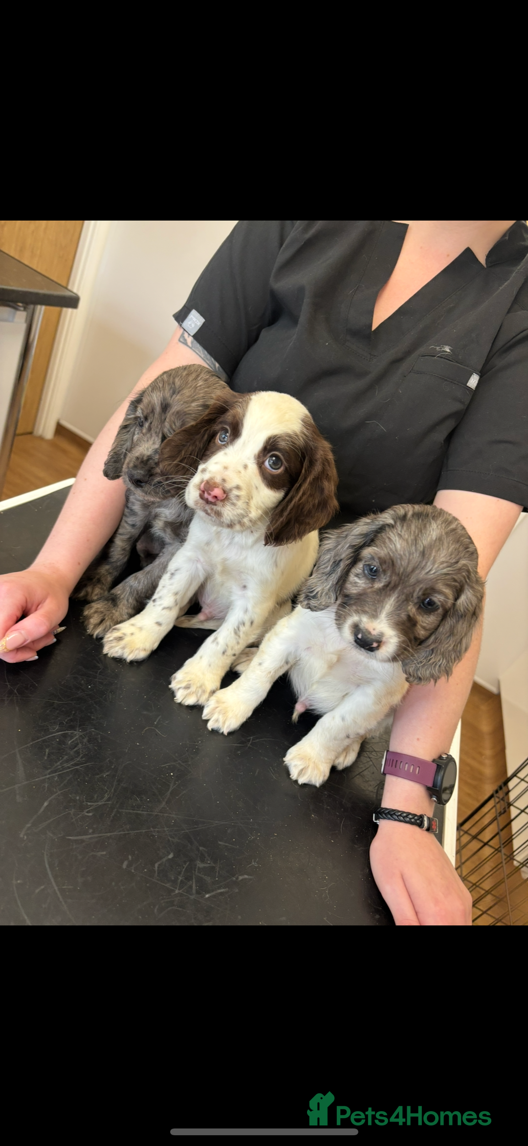 Cocker Spaniel dogs for sale: Cocker spaniel  - Image 11