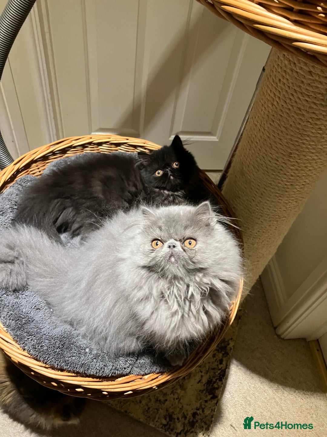 Persian cats for sale: Gccf hobby breeder - Image 14
