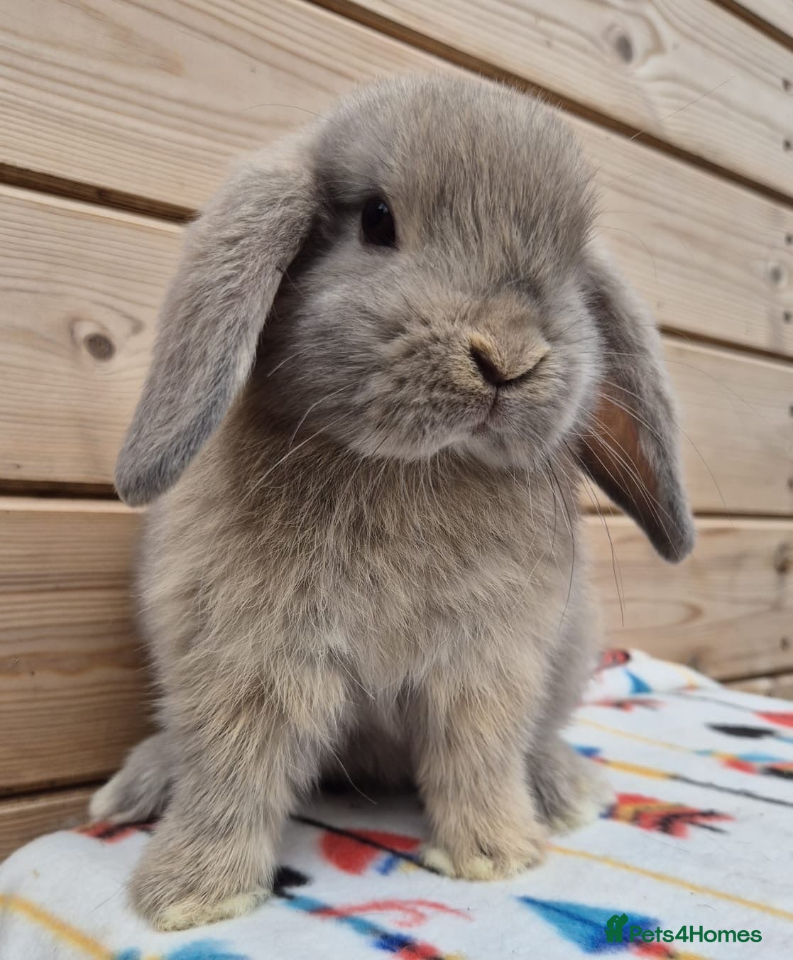 Mini Lop rabbits Mini lops  8 weeks old 31/07/26 - Advert 8
