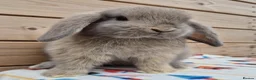 Mini Lop rabbits for sale: Mini lops  8 weeks old 31/07/26 - Advert 7
