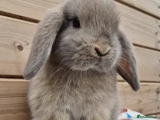 Mini Lop rabbits Mini lops 8 weeks old 31/07/26 - Advert 8