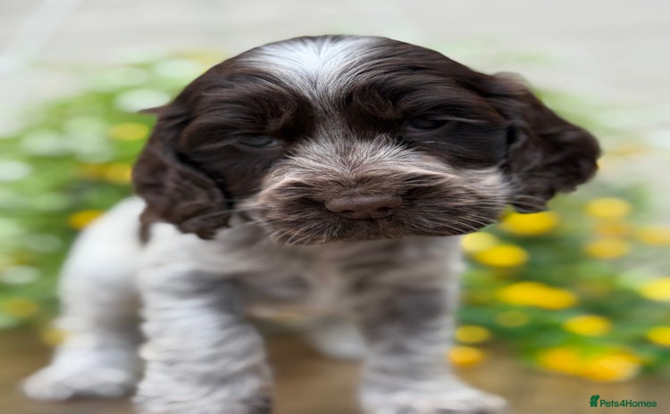 Cocker Spaniel dogs - Advert 6