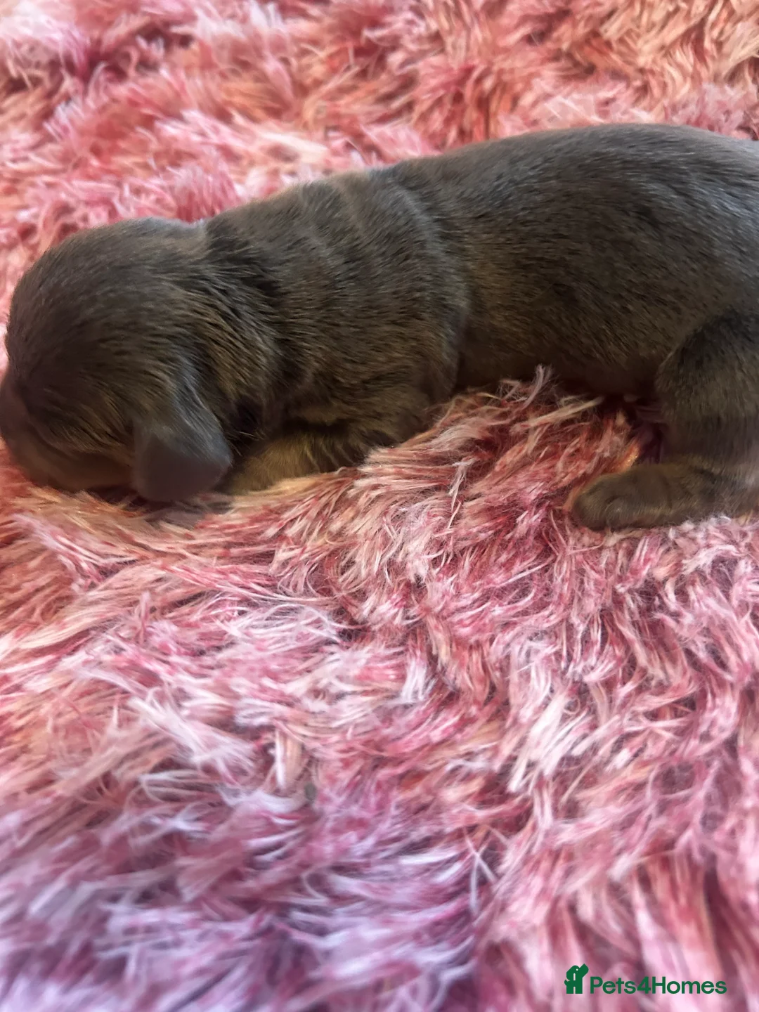 Miniature Dachshund dogs for sale: Stunning Dapple miniature dachshunds  - Advert 26