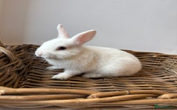 Netherland Dwarf rabbits for sale: 3x boy baby bunnies for sale  - Image 6