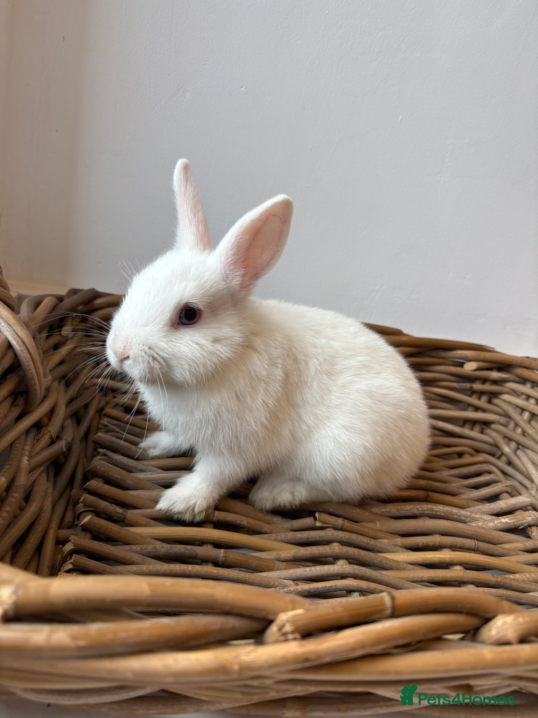Netherland Dwarf rabbits for sale: 3x boy baby bunnies for sale  - Image 6