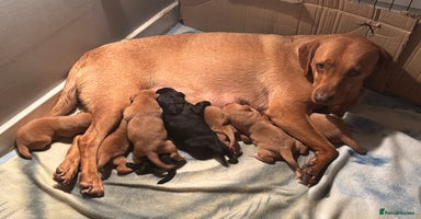 Labrador Retriever dogs Labrador  - Advert 4