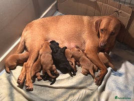 Labrador Retriever dogs Labrador - Advert 4