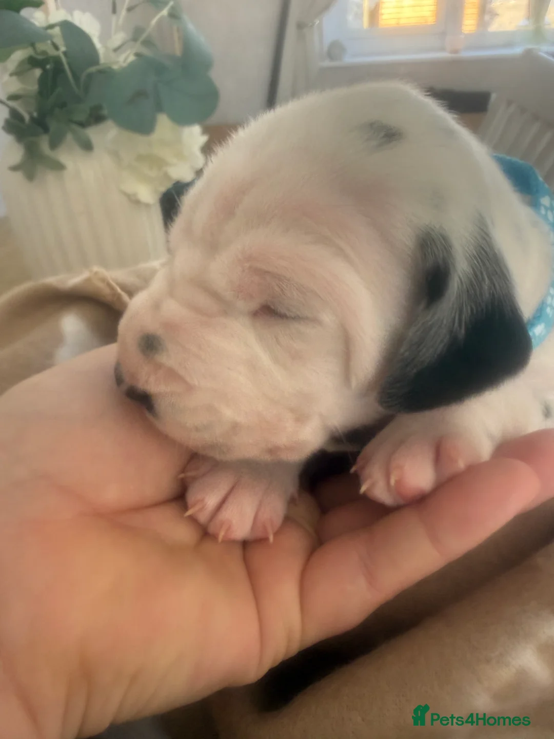 Dalmatian dogs for sale: *1 left please read* Purebred Dalmatian puppies - Advert 38