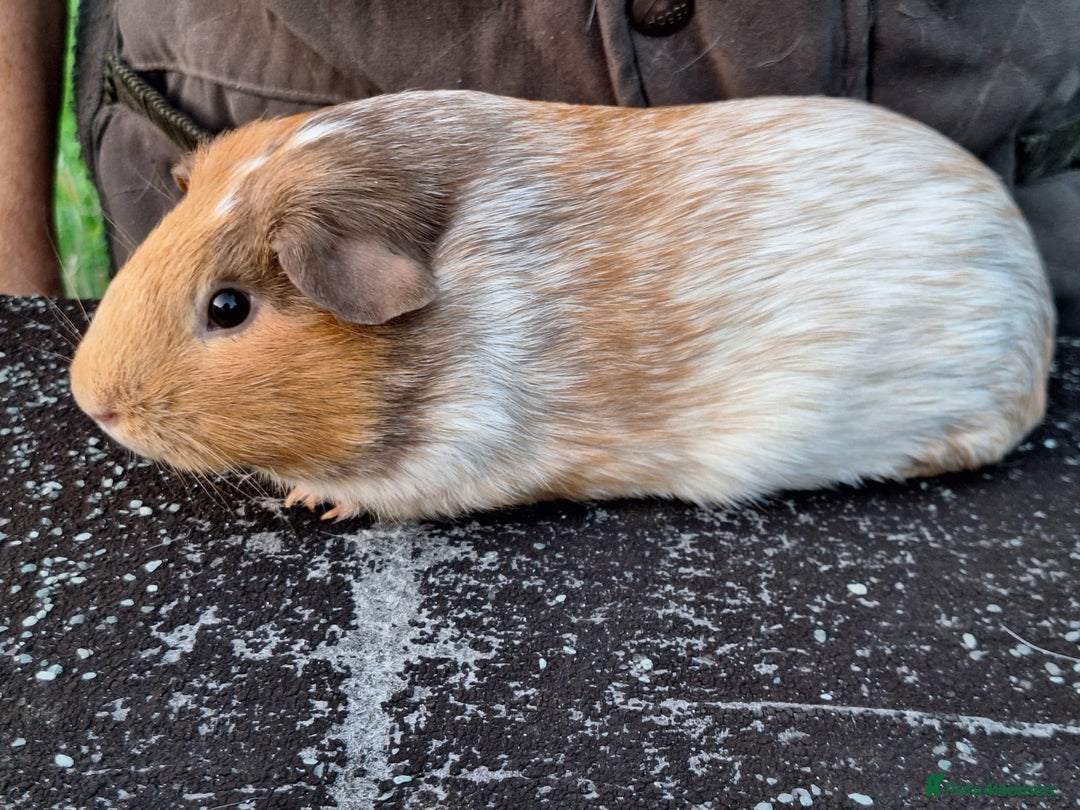 Guinea Pig rodents for sale: Pretty female guinea pigs for sale  - Image 3
