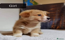 Welsh Corgi Pembroke dogs for sale:  Kc Registered Pembrokeshire Corgi puppies  - Image 4
