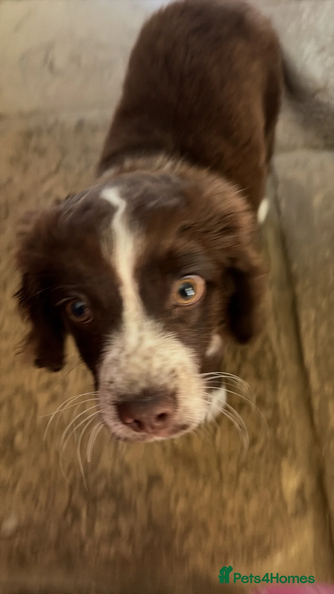 Mixed Breed dogs for sale: Arlow - Advert 2