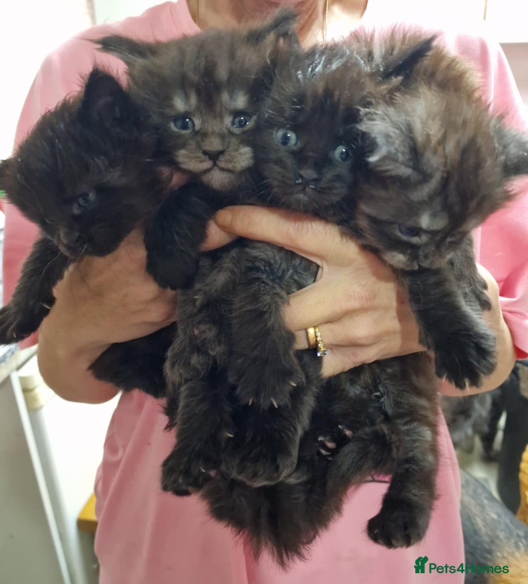 Maine Coon cats for sale: Maincoon kittens  - Advert 12