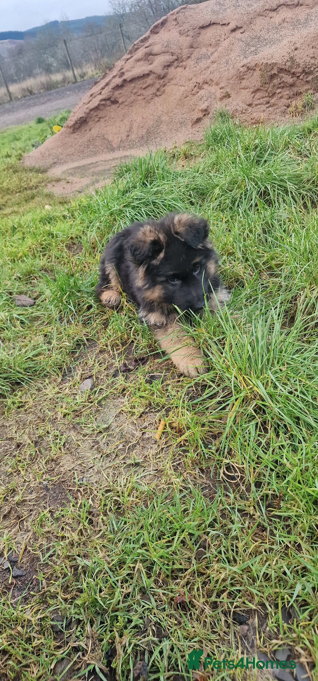 German Shepherd dogs for sale: German Shepherd pups  - Advert 18