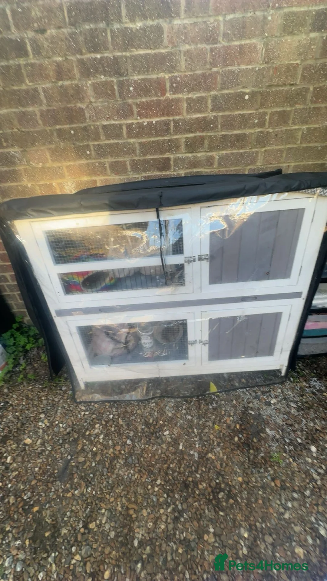 Ferret rodents for sale: Three ferrets for sale with hutch.  - Advert 12