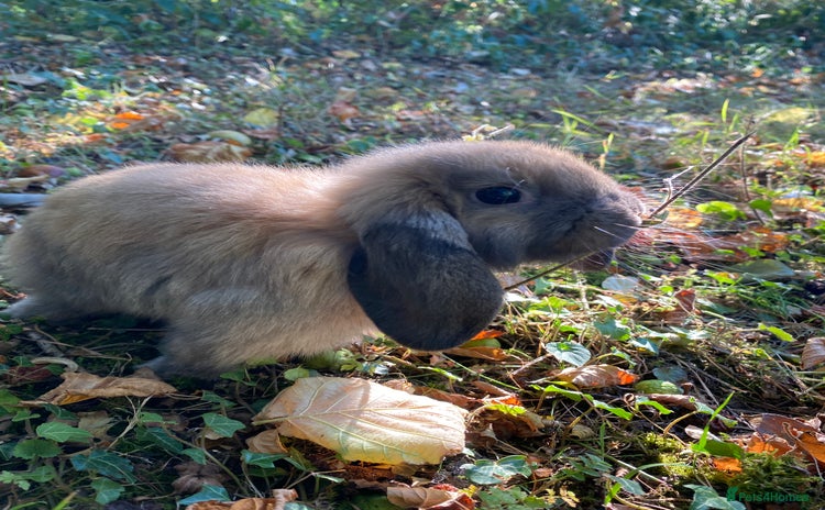 Mini Lop rabbits - Advert 2