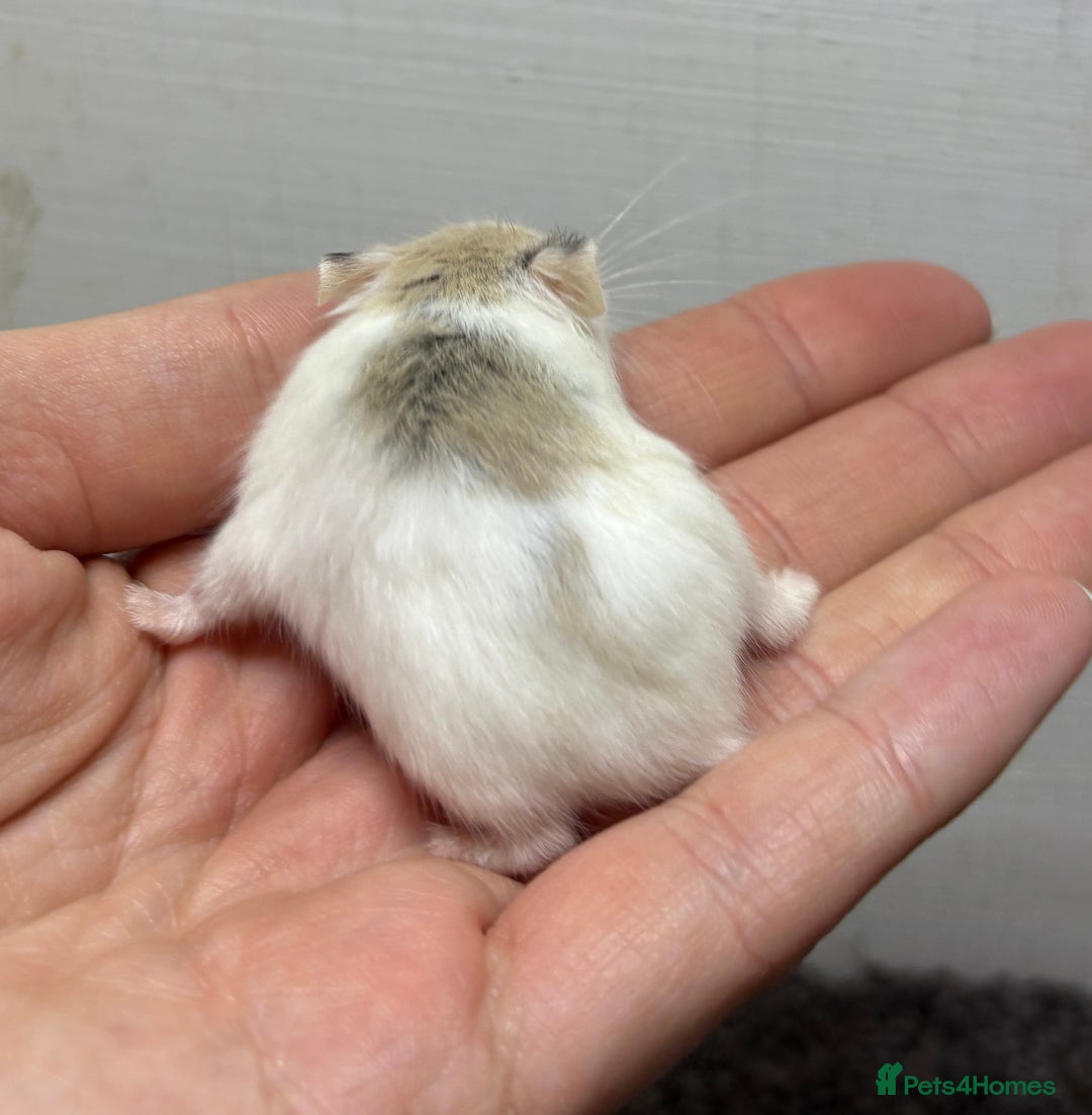Hamster rodents for sale: Dwarf robrovski hamster babies  - Image 9