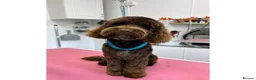 Cockapoo dogs for stud: Handsome F1 choc cockapoo 4 stud duty only in Diss - Advert 1