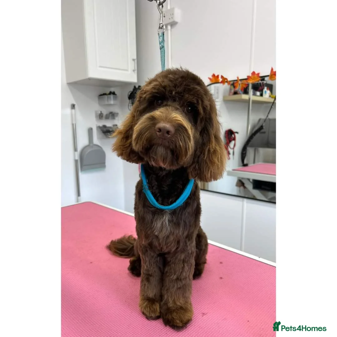 Cockapoo dogs for stud: Handsome F1 choc cockapoo 4 stud duty only in Diss - Advert 1